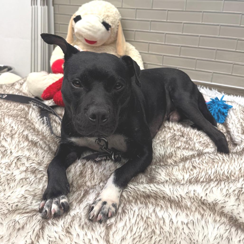 Enlarge Baxter, a Adoptable Mixed Breed in Jupiter, FL image 2/6