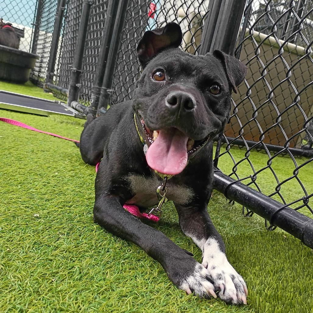 Enlarge Baxter, a Adoptable Mixed Breed in Jupiter, FL image 3/6