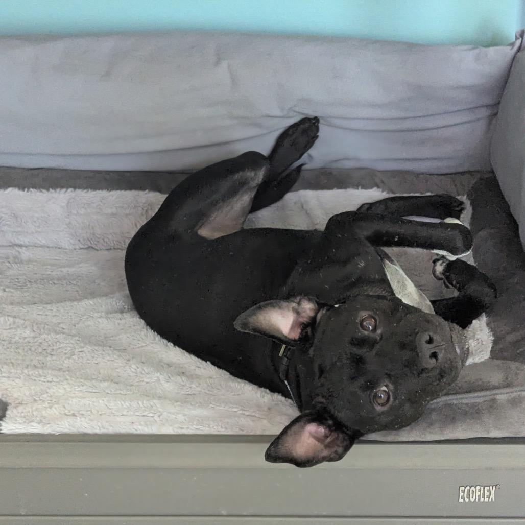 Enlarge Baxter, a Adoptable Mixed Breed in Jupiter, FL image 5/6