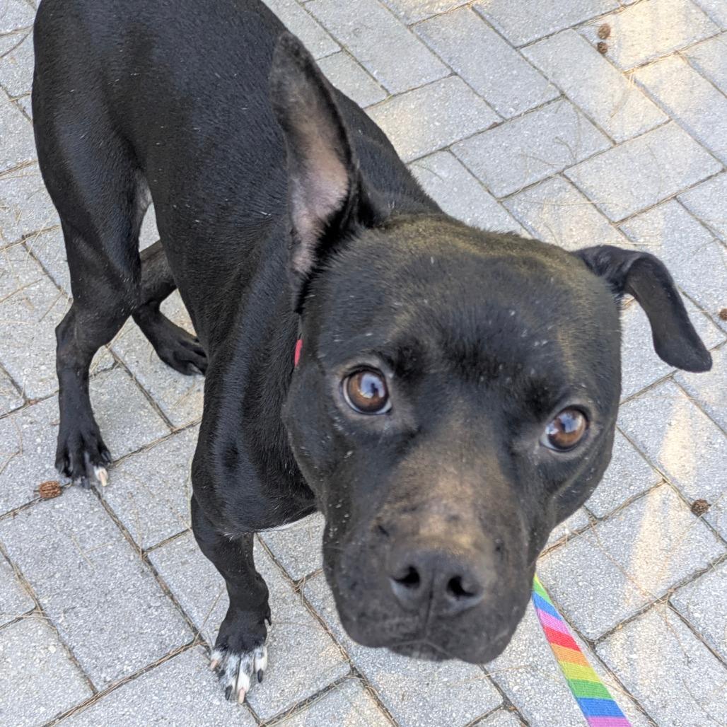 Enlarge Baxter, a Adoptable Mixed Breed in Jupiter, FL image 6/6