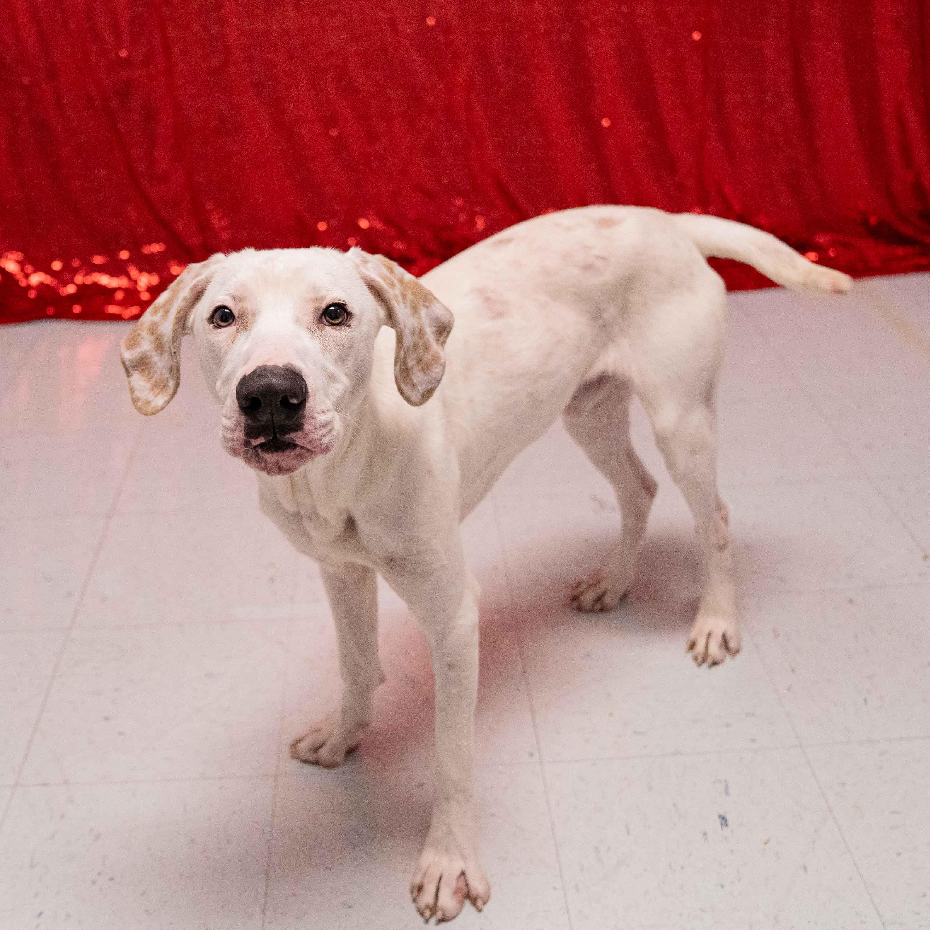Bobby, an adoptable mixed breed in Boiling Springs, PA image 4/6