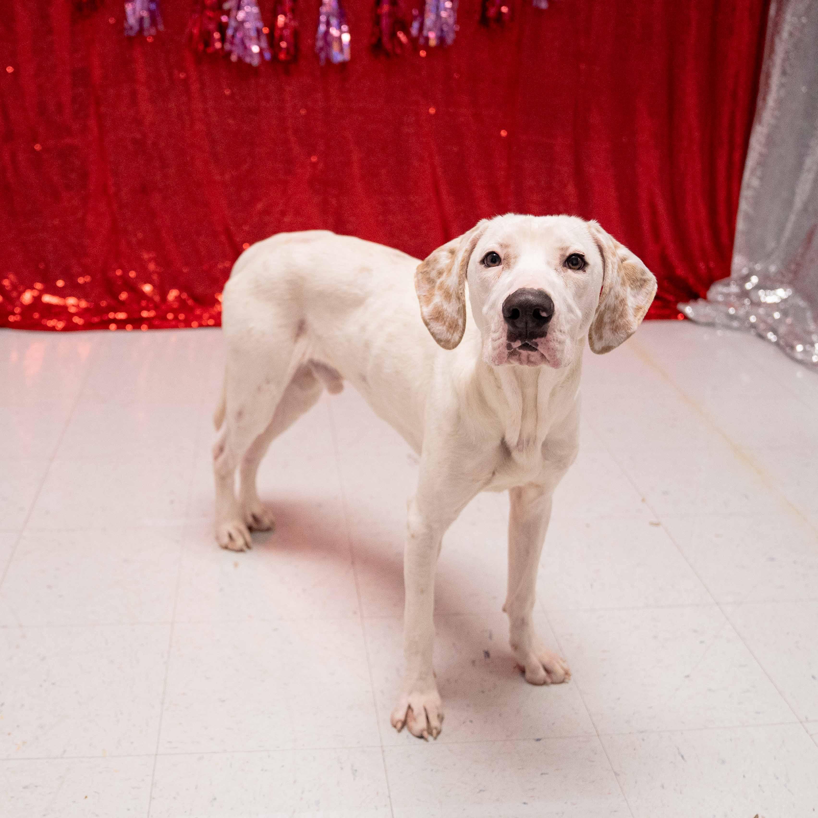 Bobby, an adoptable mixed breed in Boiling Springs, PA image 5/6