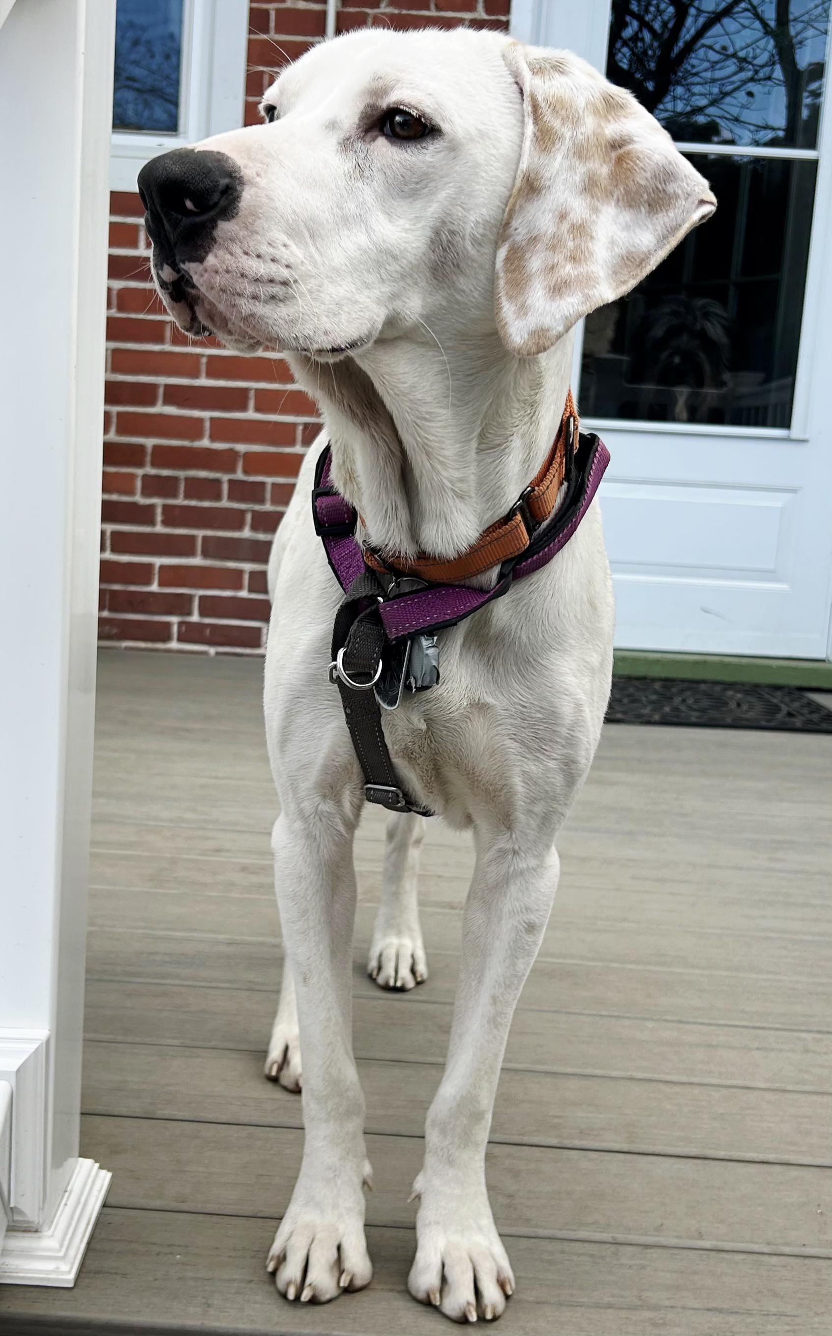 Bobby, adoptable, Young Male Labrador Retriever & Bluetick Coonhound.