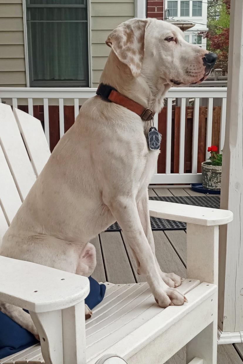 Bobby, an adoptable mixed breed in Boiling Springs, PA image 2/6