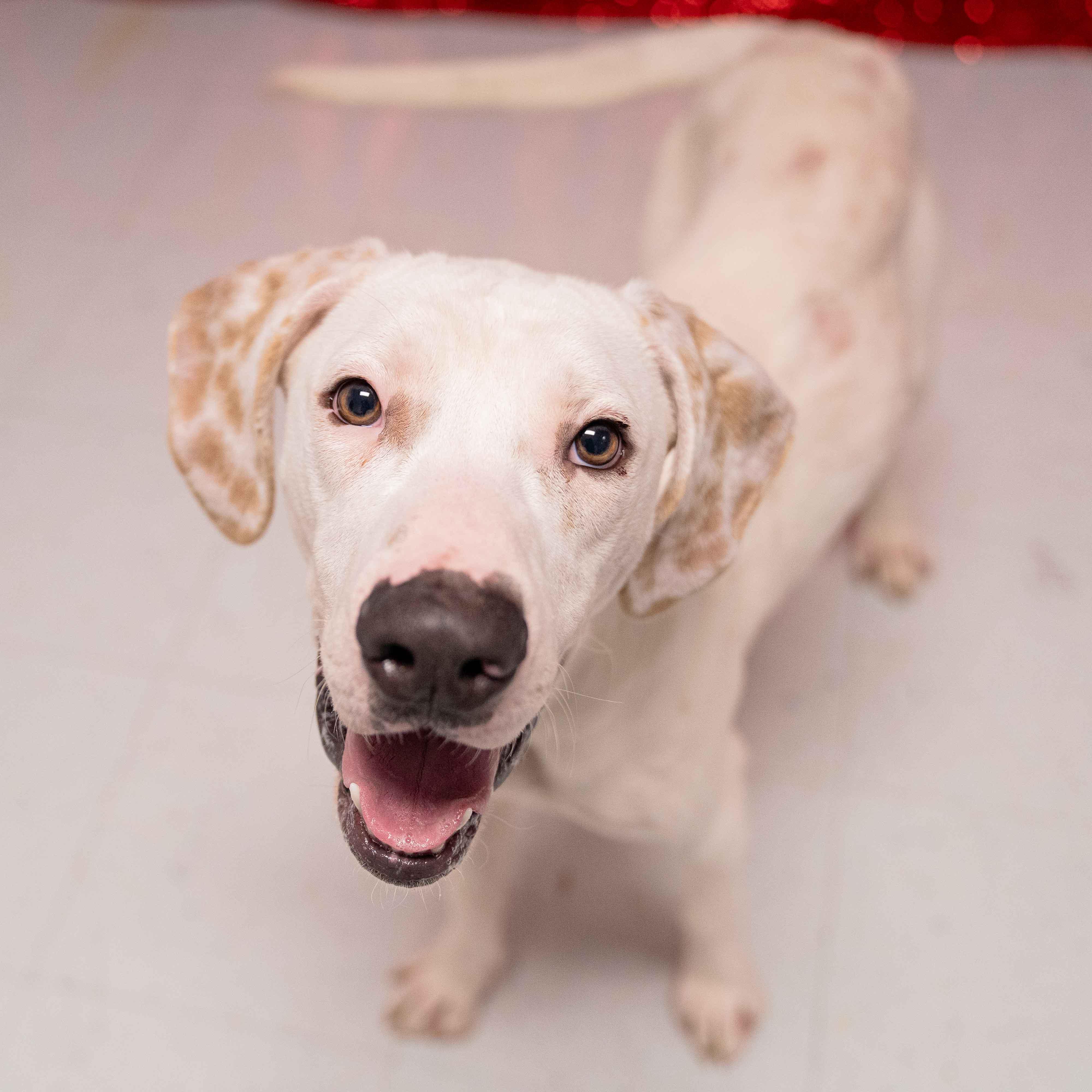 Bobby, an adoptable mixed breed in Boiling Springs, PA image 6/6