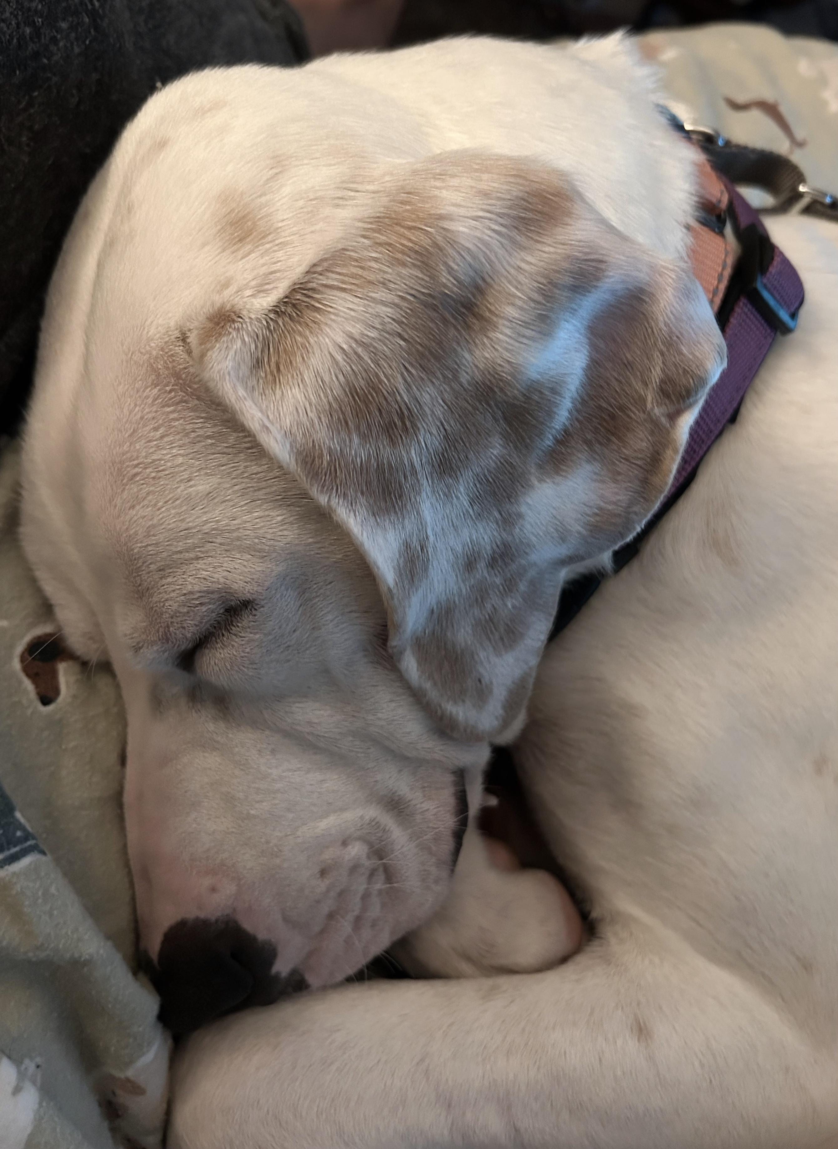 Bobby, an adoptable mixed breed in Boiling Springs, PA image 3/6