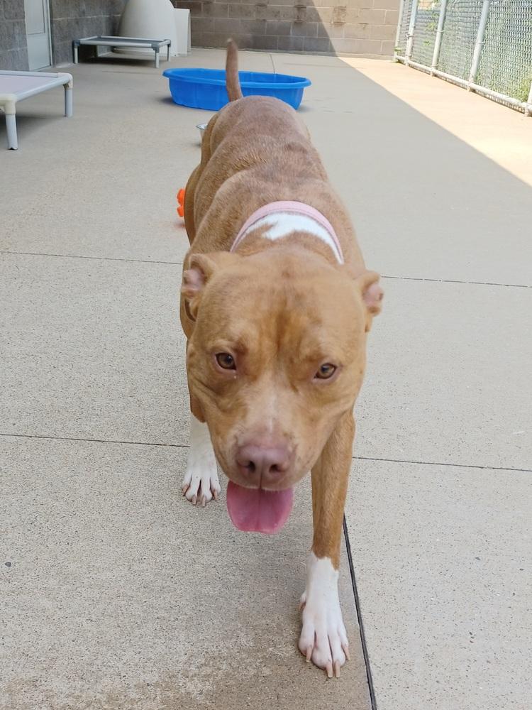 Silver, Adoptable, Adult Female American Staffordshire Terrier.
