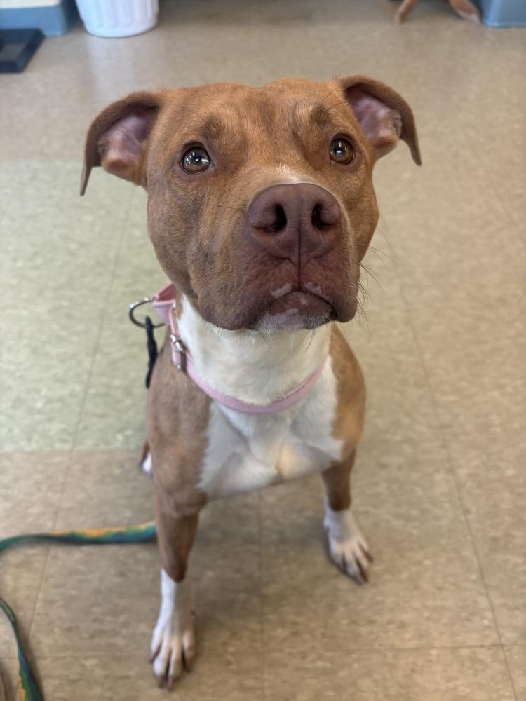 Silver, a Adoptable mixed breed in Kalamazoo, MI image 2/3