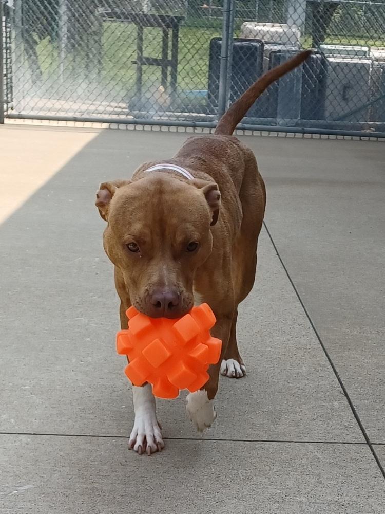 Silver, a Adoptable mixed breed in Kalamazoo, MI image 3/3