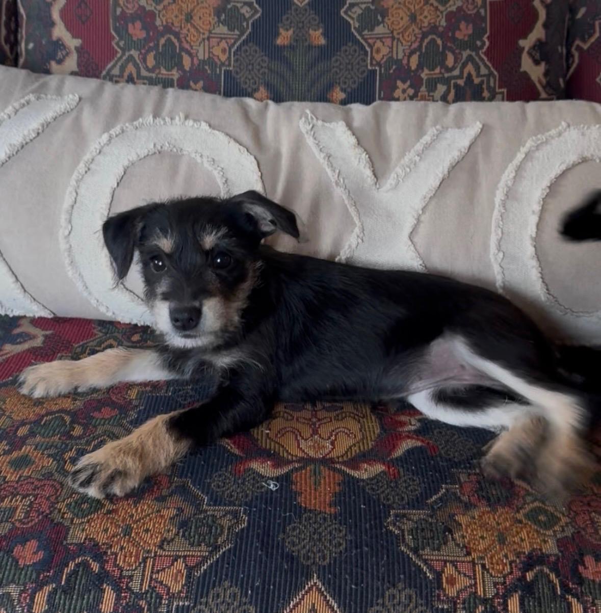 Shirley, adopted, Puppy Female Miniature Schnauzer & Chihuahua.