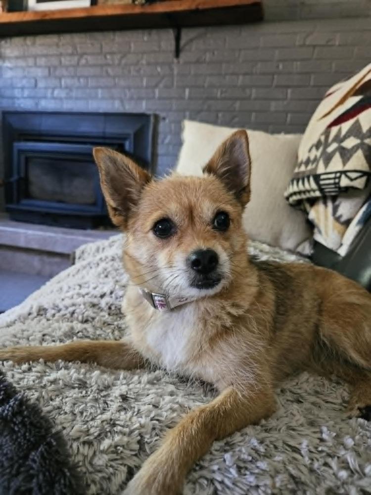 Naners, a Adoptable mixed breed in Fort Lupton, CO image 1/6