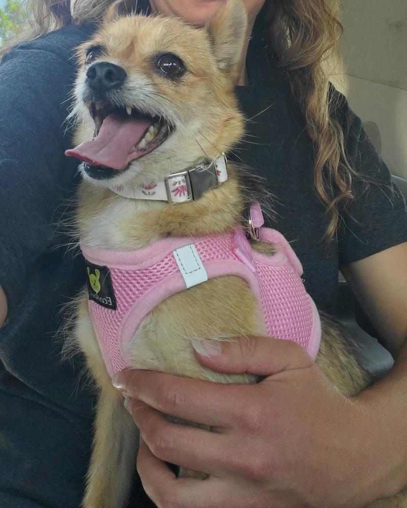 Naners, a Adoptable mixed breed in Fort Lupton, CO image 2/6