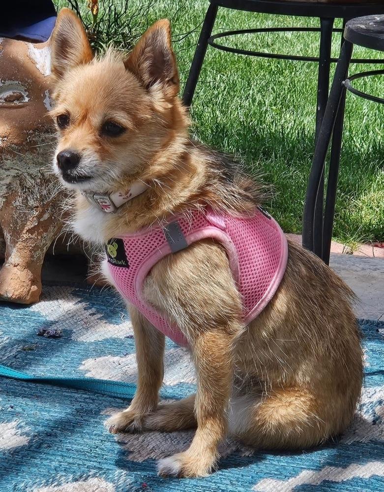 Naners, a Adoptable mixed breed in Fort Lupton, CO image 5/6