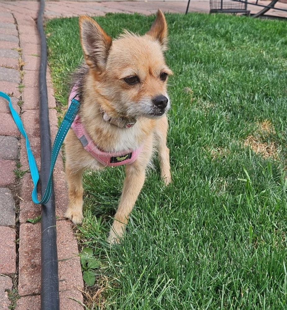 Naners, a Adoptable mixed breed in Fort Lupton, CO image 6/6