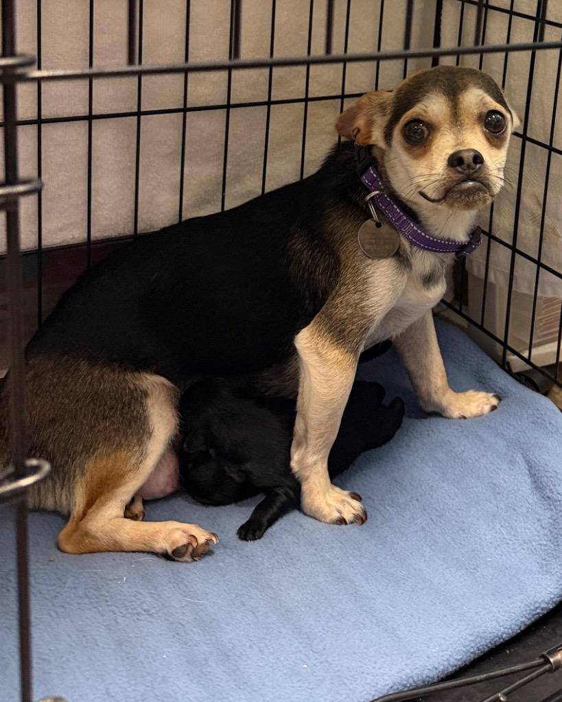 Zealand, Adoptable, Adult Female Chihuahua & Boston Terrier.