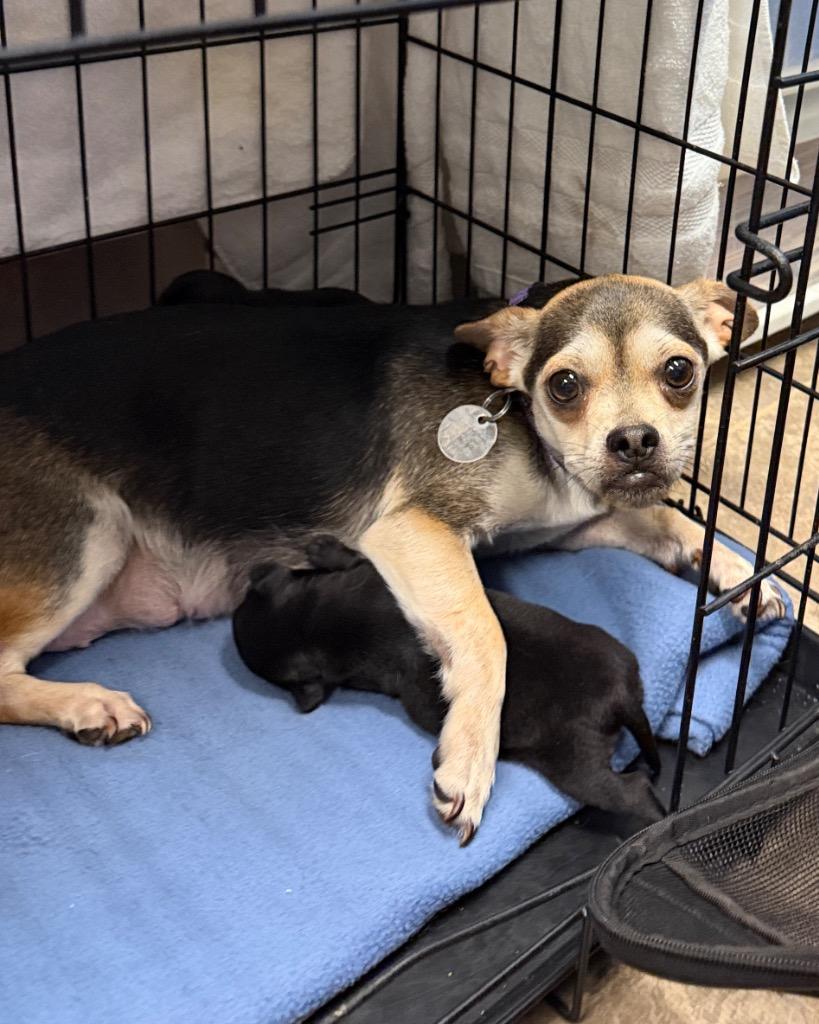 Enlarge Zealand, a Adoptable mixed breed in Reno, NV image 2/4