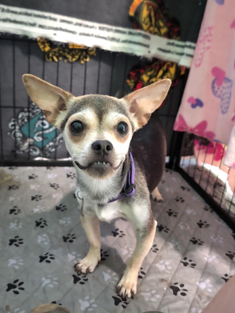 Enlarge Zealand, a Adoptable mixed breed in Reno, NV image 3/4