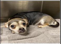 Enlarge Zealand, a Adoptable mixed breed in Reno, NV image 4/4