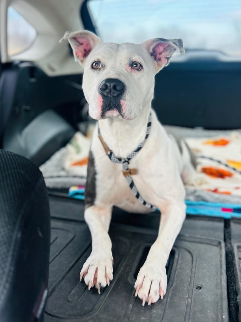 Vada — thumbnail 2