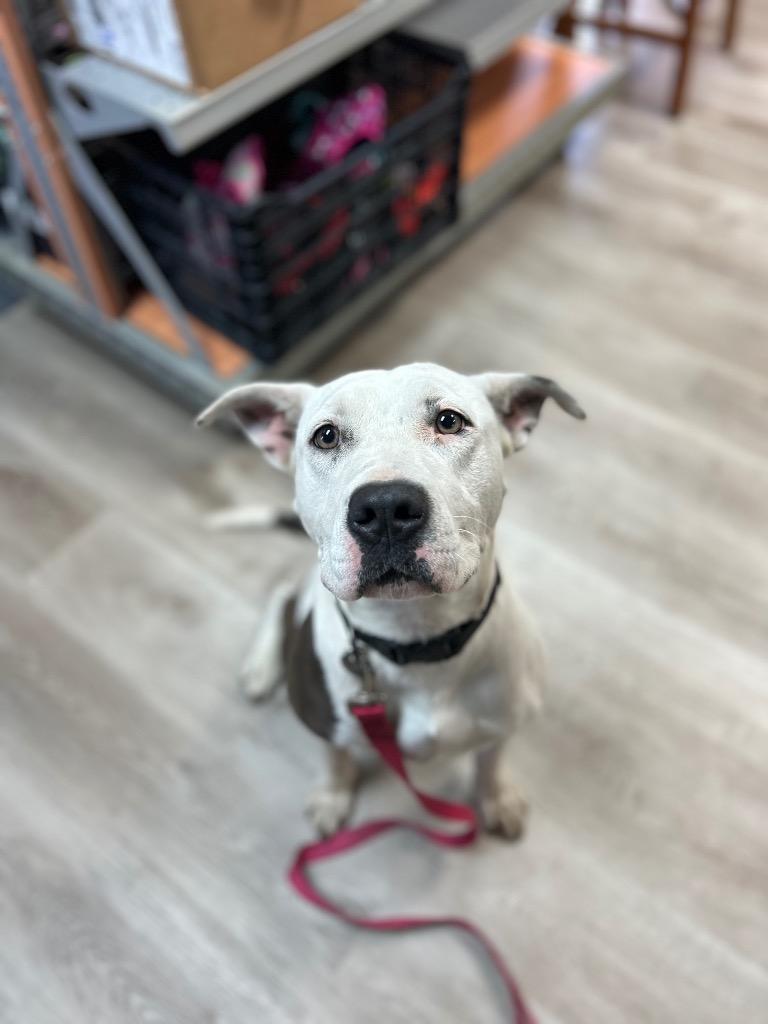 Vada — thumbnail 3