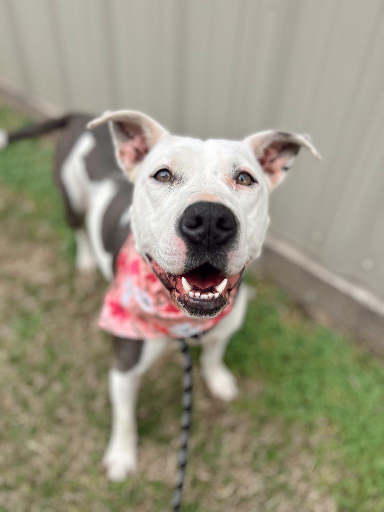 Vada — thumbnail 5