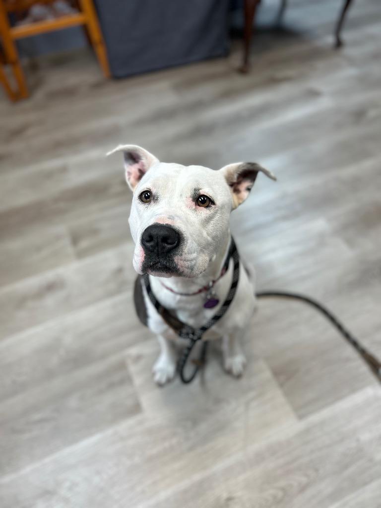 Vada — thumbnail 6