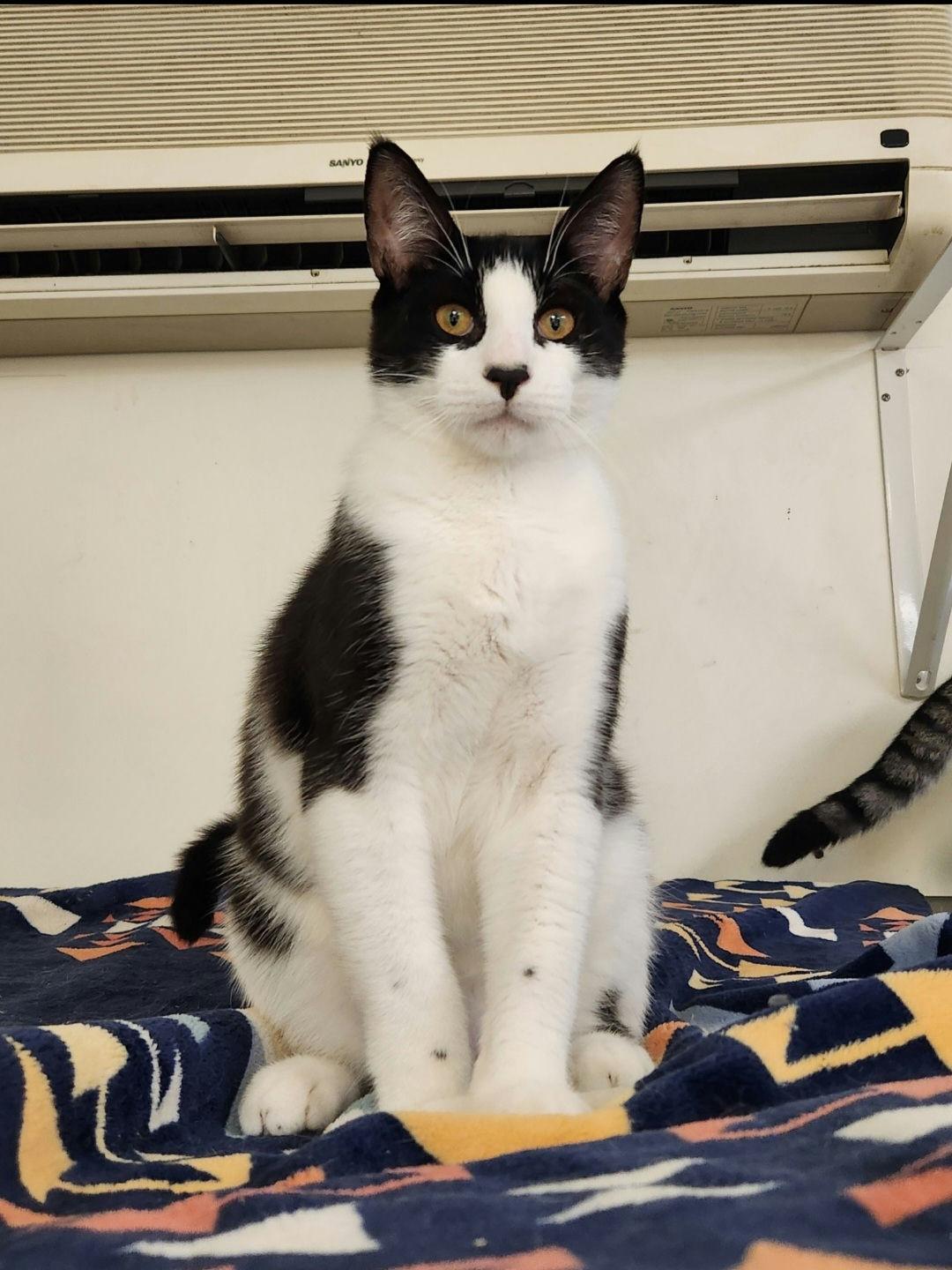 Luke, Adoptable, Young Male Tuxedo.