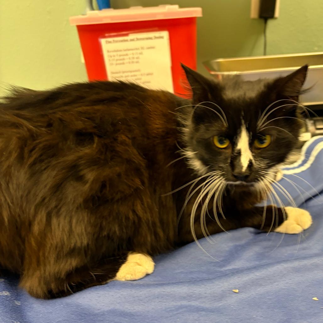 Stray 04/22/26 A64654, Adoptable, Young Female Domestic Medium Hair.