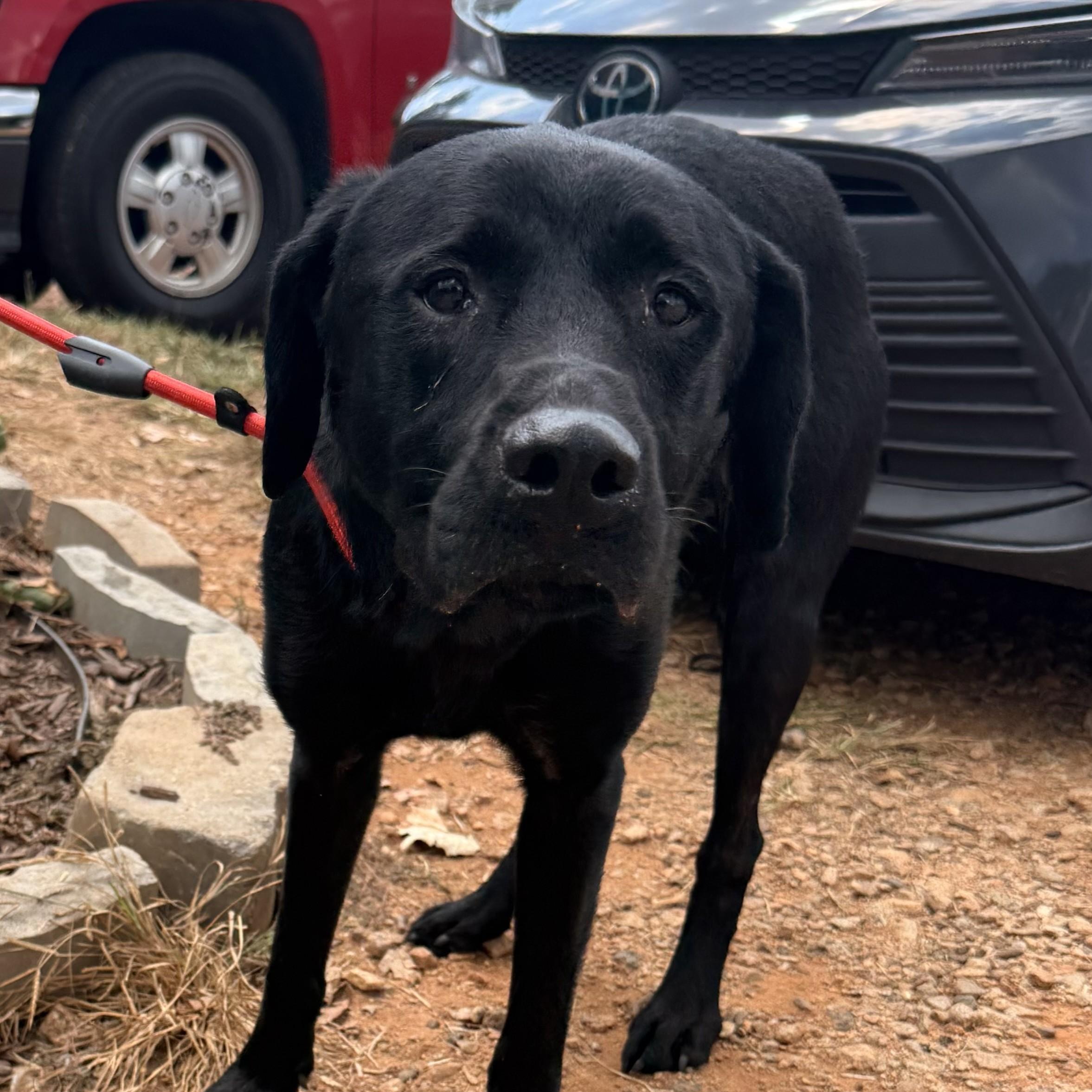 Frida, Adoptable, Adult Female Black Labrador Retriever.