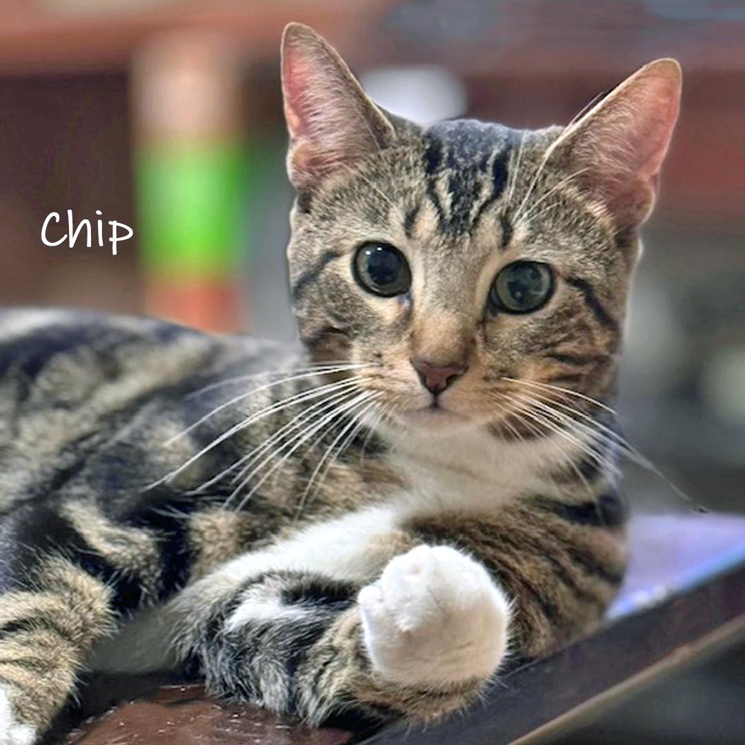 Enlarge Chip, a Adoptable Domestic Short Hair in Chicago, IL image 1/1