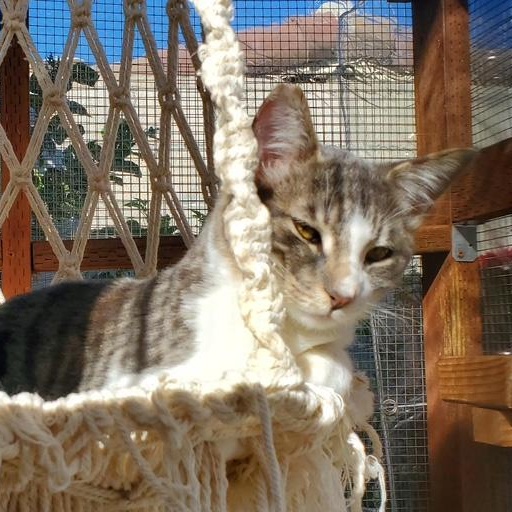 Muffin, a Adopted Tabby in Salinas, CA image 5/5