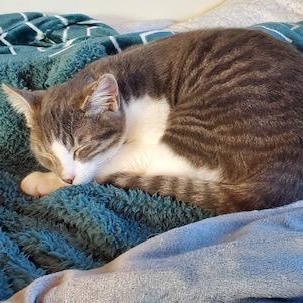 Muffin, a Adopted Tabby in Salinas, CA image 4/5