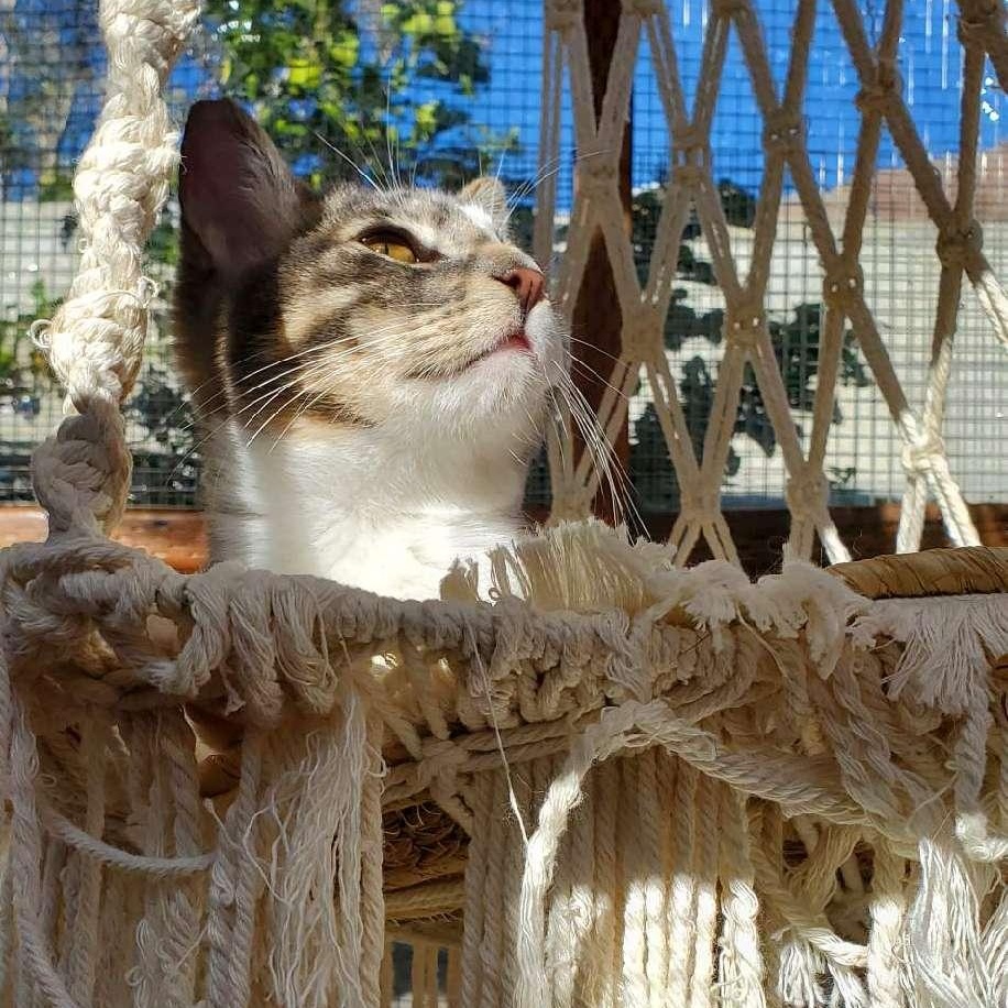 Muffin, a Adopted Tabby in Salinas, CA image 2/5