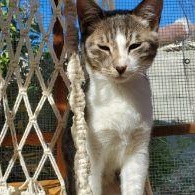 Muffin, a Adopted Tabby in Salinas, CA image 3/5