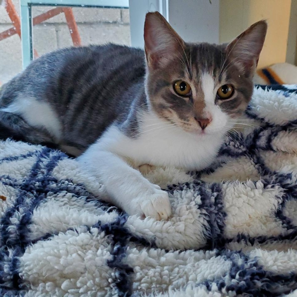 Muffin, Adopted, Young Male Tabby.