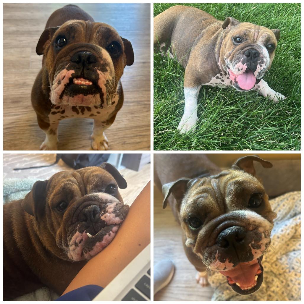 Macy, ADOPTABLE, Adult Female English Bulldog.