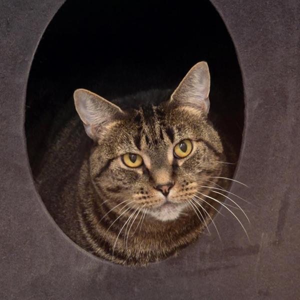 Enlarge Lizzy, a Adoptable mixed breed in Vancouver, WA image 1/1