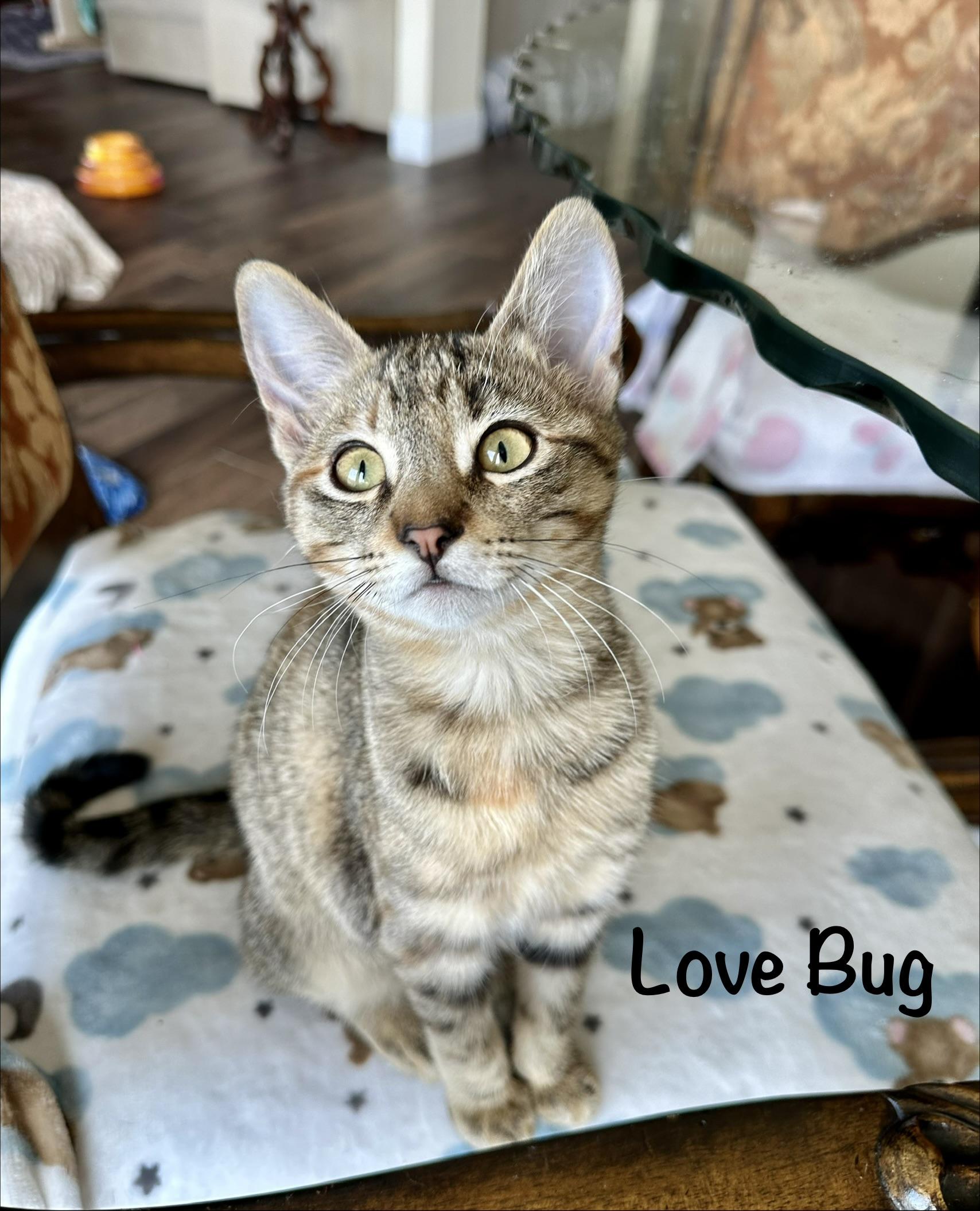 Enlarge Love Bug, a Adoptable Domestic Short Hair in Houston, TX image 1/2
