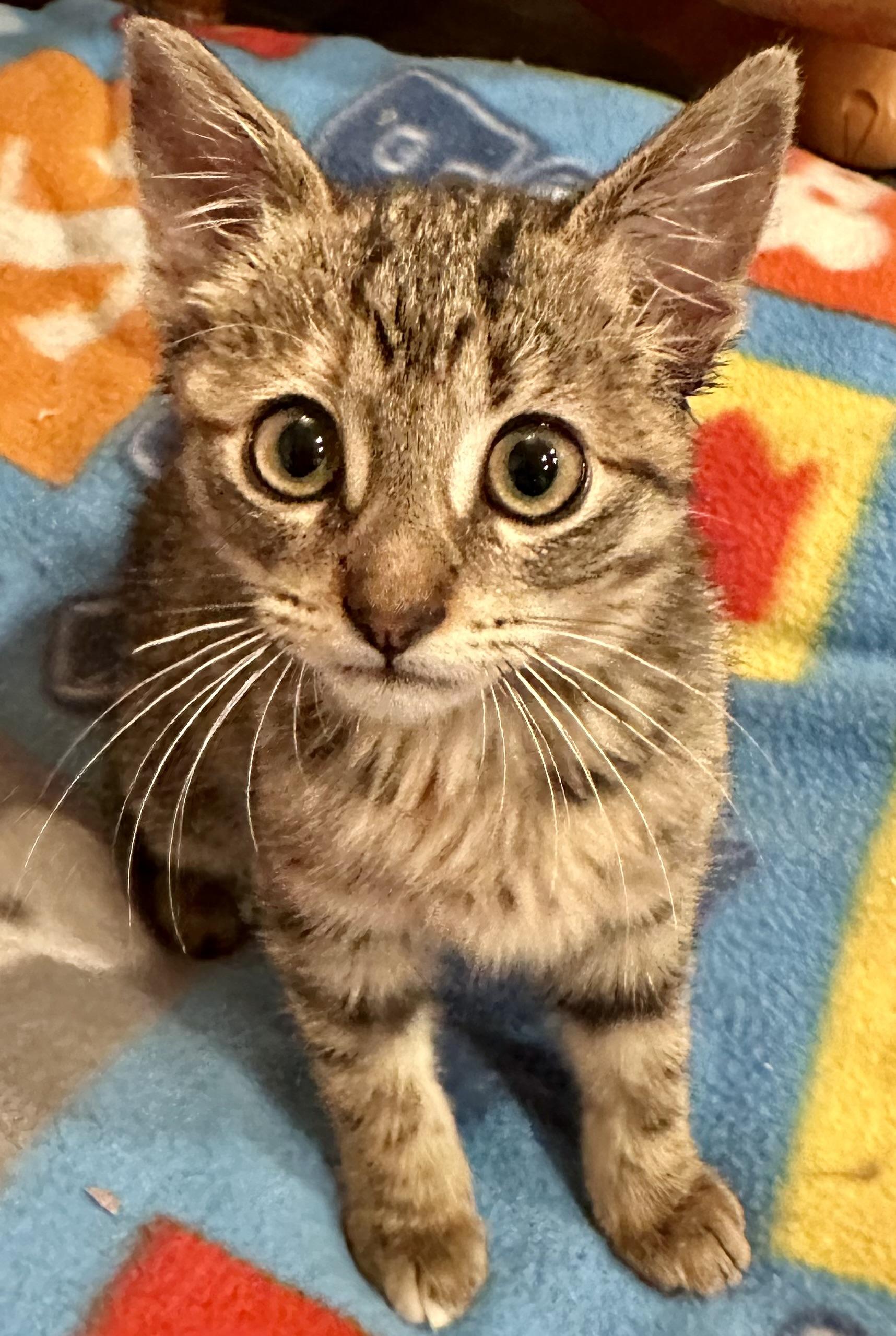 Enlarge Love Bug, a Adoptable Domestic Short Hair in Houston, TX image 2/2