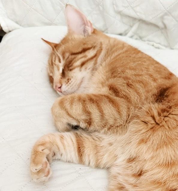 Egg Yolk, an adopted Tabby in Philadelphia, PA image 4/6