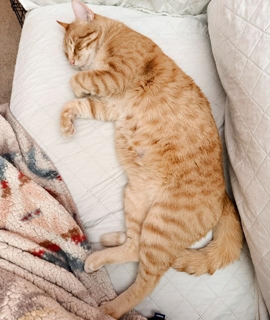 Egg Yolk, an adopted Tabby in Philadelphia, PA image 6/6