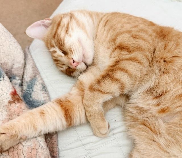 Egg Yolk, an adopted Tabby in Philadelphia, PA image 2/6