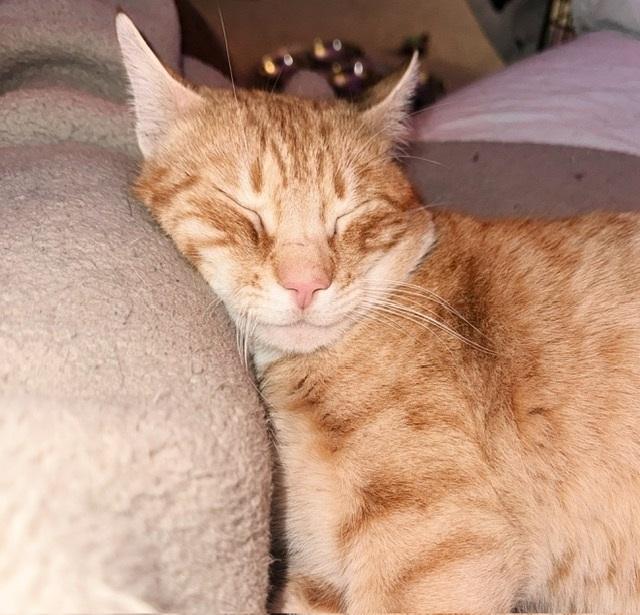 Egg Yolk, adopted, Young Male Tabby.