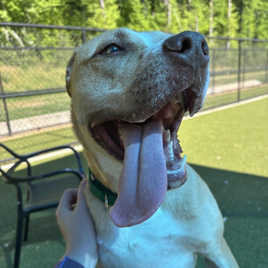 Charlie, Adoptable, Adult Male Pit Bull Terrier.