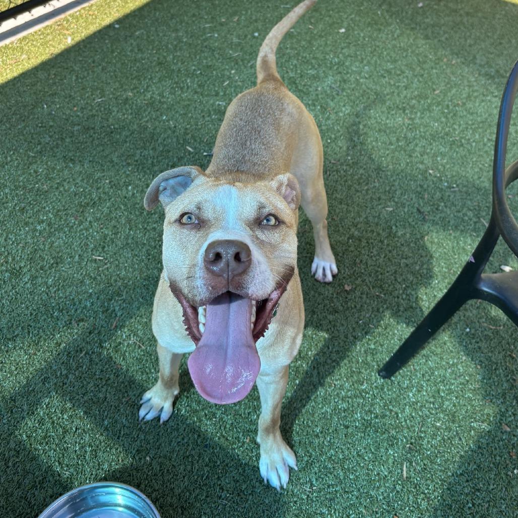 Enlarge Charlie, a Adoptable Pit Bull Terrier in Greensboro, NC image 2/6