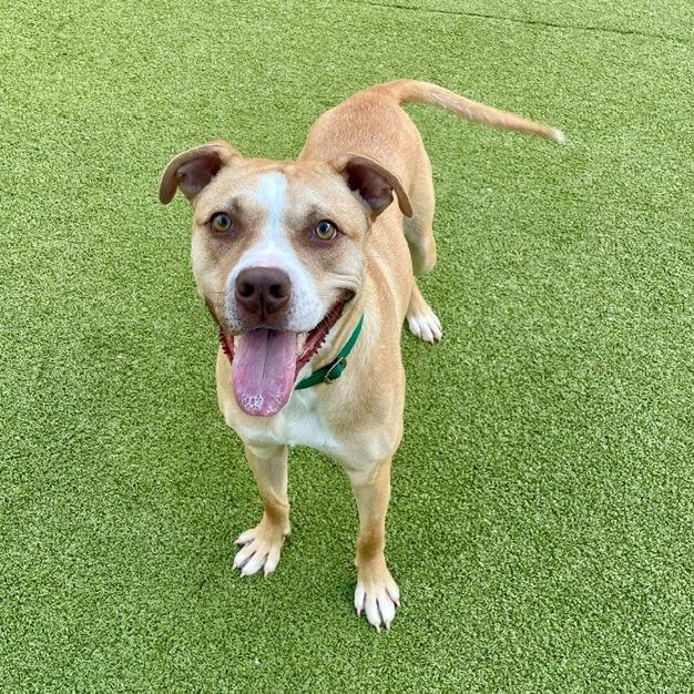 Enlarge Charlie, a Adoptable Pit Bull Terrier in Greensboro, NC image 3/6