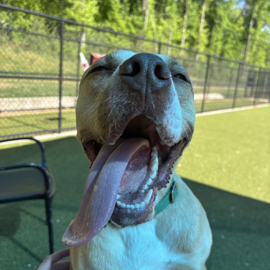 Enlarge Charlie, a Adoptable Pit Bull Terrier in Greensboro, NC image 4/6