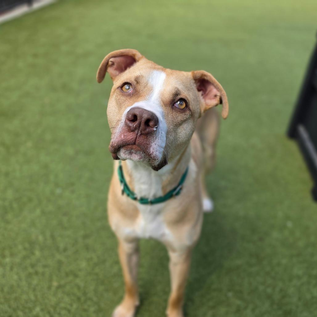 Enlarge Charlie, a Adoptable Pit Bull Terrier in Greensboro, NC image 6/6