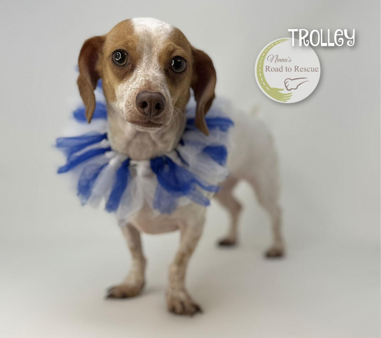 Trolley, Adopted, Adult Male Dachshund.