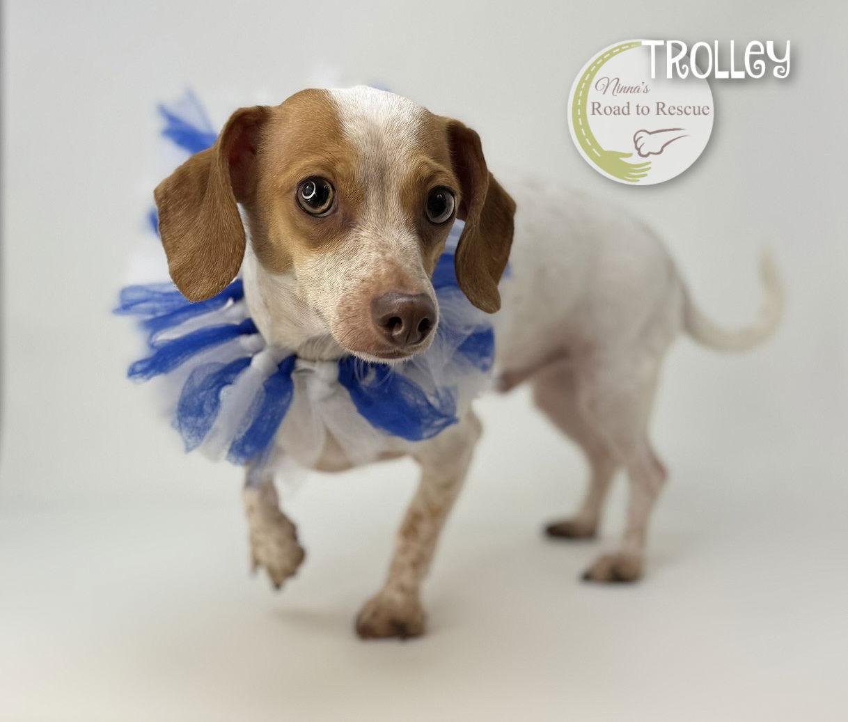 Enlarge Trolley, a Adopted Dachshund in Benton, LA image 3/3